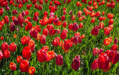Fototapeta na wymiar Red Tulips