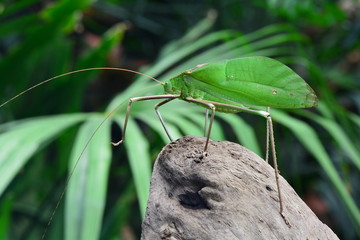 Giant Katydid roams its territory looking for lunch.