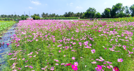 Tien Giang, Vietnam - February 12th, 2018: Garden flowers ecology with many flowers colorful to attract more tourists, photographs travel morning Lunar New Year in countryside Tien Giang, Vietnam