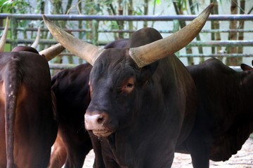 Ankoli Cattle (Bos Taurus) with long horn.