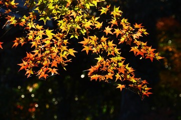 Autumn leaf season / Sesonal background