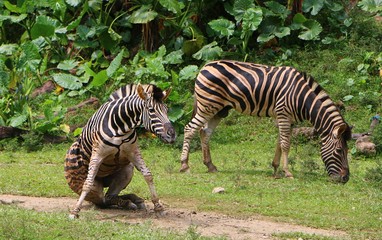 Zebras are several species of African equids united by their distinctive black and white striped coats.