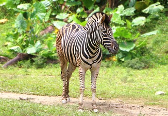 Zebras are several species of African equids united by their distinctive black and white striped coats.