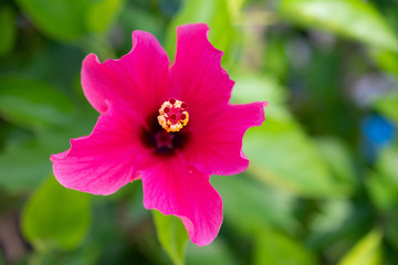 Hibiscus Close up 1