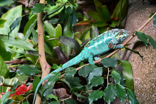 A chameleon walks through its environment looking for lunch.