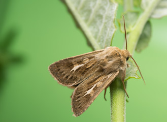 Antler moth, Cerapteryx graminis on plant