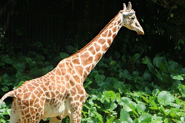 Obraz premium The giraffe (Giraffa) is a genus of African even-toed ungulate mammals, the tallest living terrestrial animals and the largest ruminants.