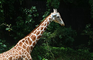 The giraffe (Giraffa) is a genus of African even-toed ungulate mammals, the tallest living terrestrial animals and the largest ruminants.