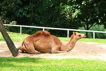 Camel is an even-toed ungulate in the genus Camelus that bears distinctive fatty deposits known as...