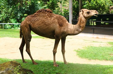 Camel is an even-toed ungulate in the genus Camelus that bears distinctive fatty deposits known as "humps" on its back.