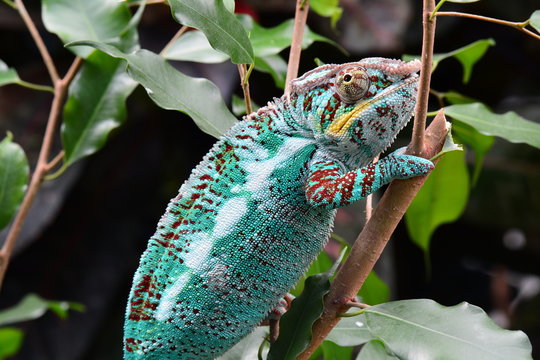 A chameleon walks through its environment looking for lunch.