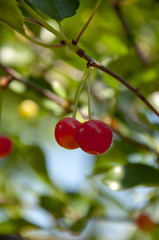 Cherry Tree, with two Cherries on the Branch