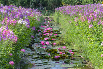 Water lily blooming with beautiful purple flowers under the pond, above are the Cleome spider purple roses, white daisies glowing flower garden in rural Vietnam.
