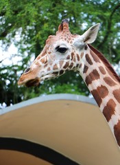Giraffe (Giraffa) head and face in close