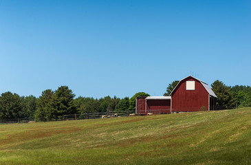Barn and sheep