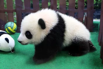 Crédence de cuisine en verre imprimé Panda Le panda géant (Ailuropoda melanoleuca), également connu sous le nom d& 39 ours panda ou panda.
