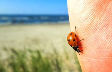 Red seven-spotted ladybug with black and white spots on a palm at sunny summer day