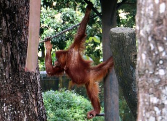 Naklejka premium The orangutans are three extant species of great apes native to Indonesia and Malaysia.