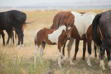 Mustang colt long side of mom