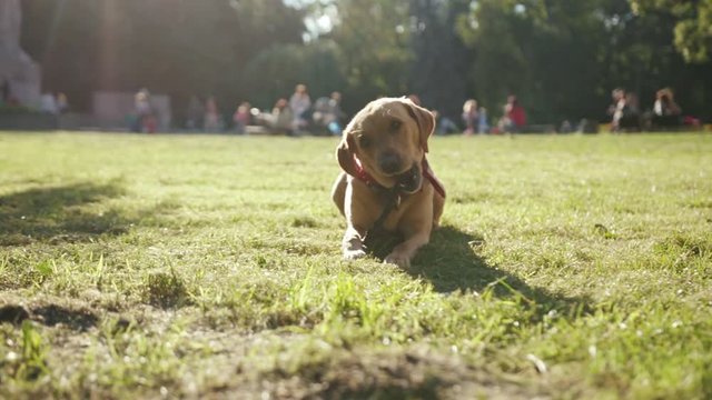 Close up portrait of a gold labrador dog sitting on the grass barking stick young pretty play animal nature cute happy pet puppy beautiful park friendly friendship sunset attractive blonde friends