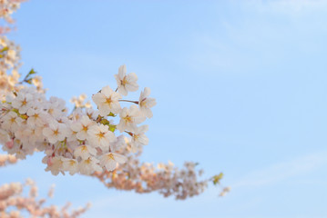桜　空　春　素材