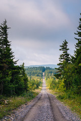 Fototapeta premium A dirt road and pine trees in Dolly Sods Wilderness, Monongahela National Forest, West Virginia.