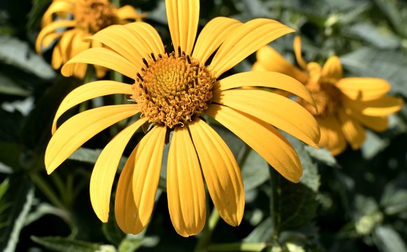 yellow flowers Sunny heliopsis