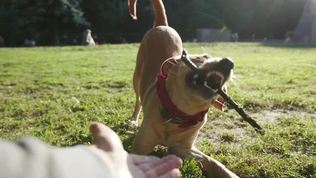Beautiful dog labrador golden playing with wooden stick close up hand man outdoor at park mammal animal outside pedigree pet retriever arm bite sunset doggy fur happy walk adorable catch slow motion