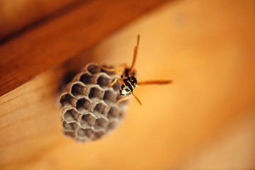 Small wasp protect his honeycombs in macro. Dangerous striped yellow black insect close up. Vespiary with copy space on background of wood. Safeguard of property.