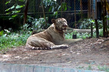 White Bengal tiger (Panthera tigris tigris) is the most numerous tiger subspecies in Asia. © noraismail