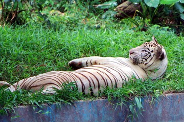 White Bengal tiger (Panthera tigris tigris) is the most numerous tiger subspecies in Asia. © noraismail
