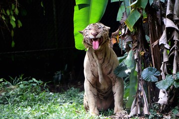 White Bengal tiger (Panthera tigris tigris) is the most numerous tiger subspecies in Asia.