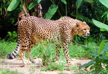 Cheetah ( Acinonyx jubatus) is a large cat of the subfamily Felinae.