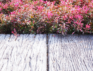 wooden plank footpath and red small plant