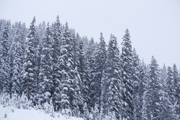 Fototapeta premium Colorado Snow 6
