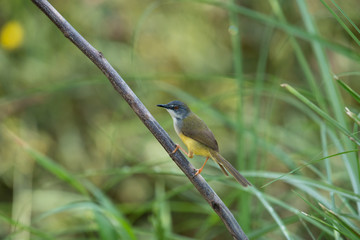 Yellow-bellied Prinia with blur green grass field background