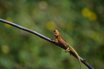 oriental garden lizard or eastern garden lizard in Thailand