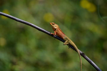 oriental garden lizard or eastern garden lizard in Thailand