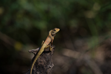 oriental garden lizard or eastern garden lizard in Thailand