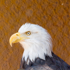 Closeup of American Bald Eagle bird outdoor.  Haliaeetus leucocephalus.  Brown with white head.  Bird of prey found in North America.  