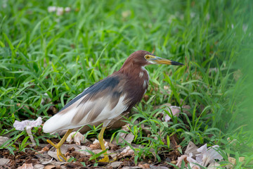Chinese pond heron is an East Asian freshwater bird of the heron family. 