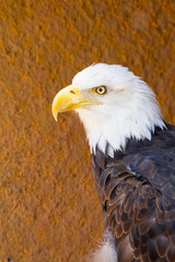 Closeup of American Bald Eagle bird outdoor