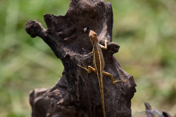 oriental garden lizard or eastern garden lizard in Thailand