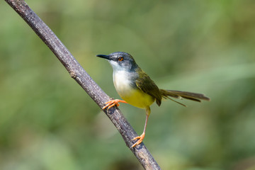 Yellow-bellied Prinia with blur green grass field background