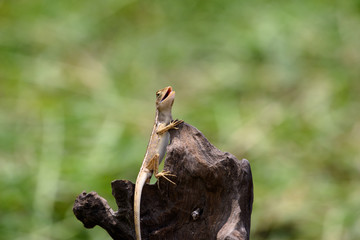 oriental garden lizard or eastern garden lizard in Thailand