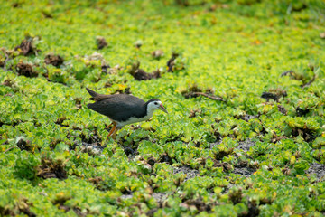 white-breasted waterhen  is a waterbird of the rail and crake family. They are dark slaty birds with a clean white face, breast and belly.