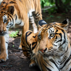 Portrait of tiger.