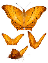 Variation position of colorful butterfly, isolate on white background