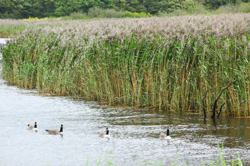 Canada Geese on water