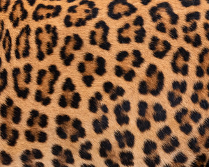 Detail skin of leopard.